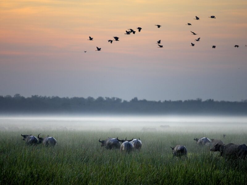 © Peter Eve - Licenced to Wilderness Australia for unlimited usage in all media. Not to be resold. Not to be archived by third parties. Peter Eve may reproduce all images in any media format.